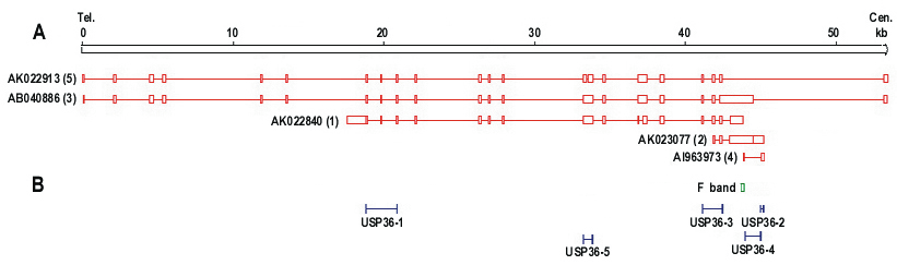 Int J Med Sci Image