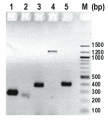 Int J Med Sci Image