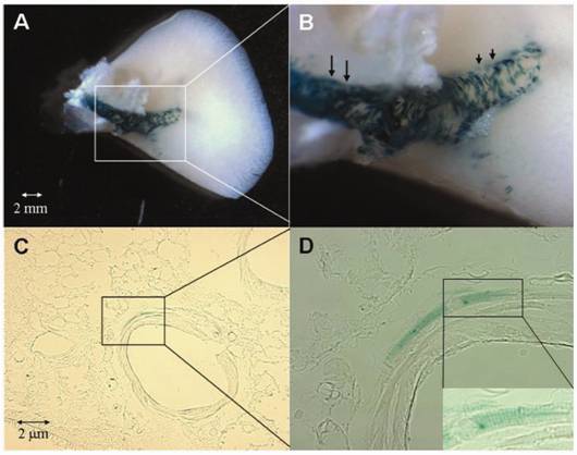 Int J Med Sci Image