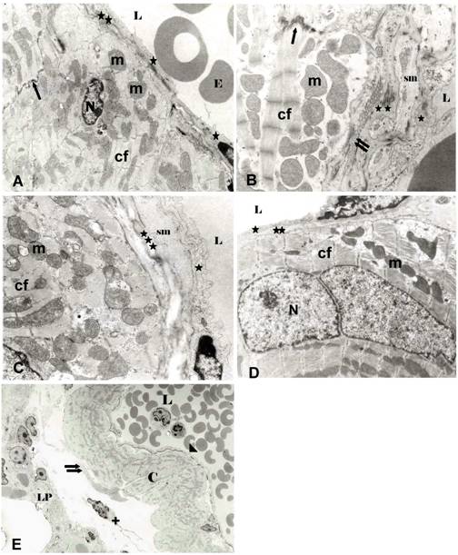 Int J Med Sci Image