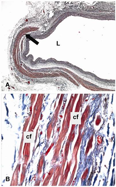 Int J Med Sci Image