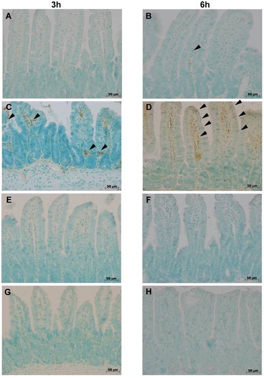 Int J Med Sci Image