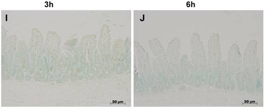 Int J Med Sci Image