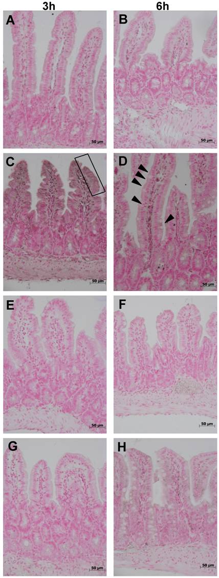 Int J Med Sci Image