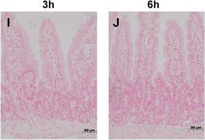 Int J Med Sci Image