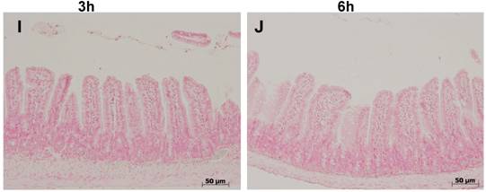 Int J Med Sci Image