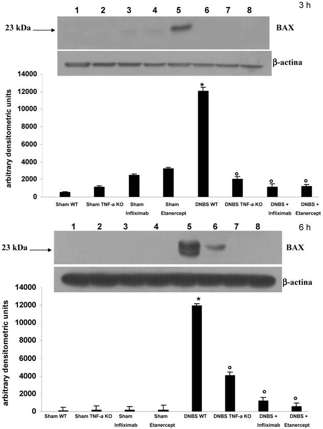 Int J Med Sci Image