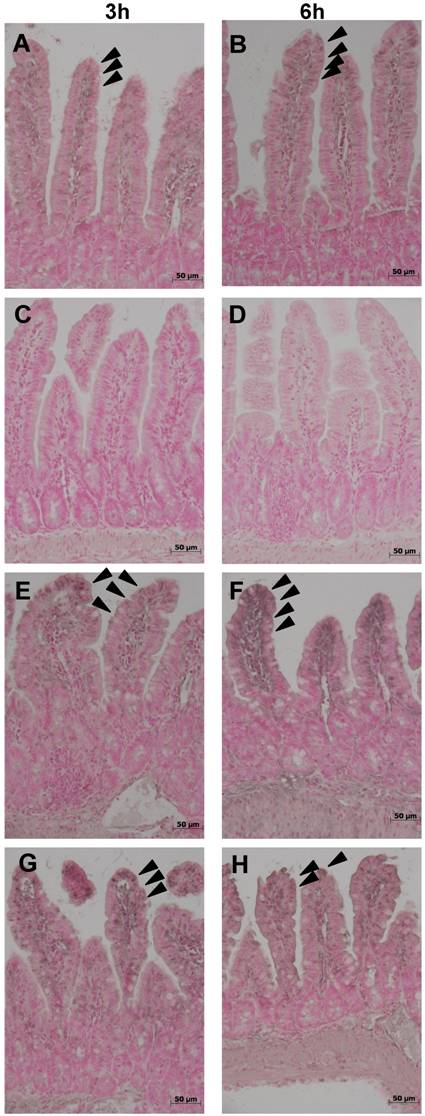 Int J Med Sci Image