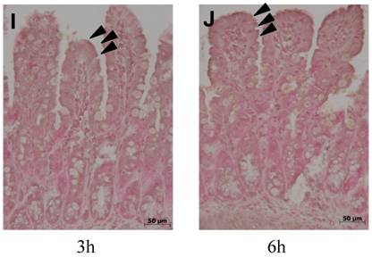 Int J Med Sci Image