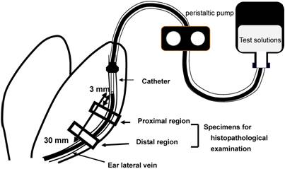 Int J Med Sci Image