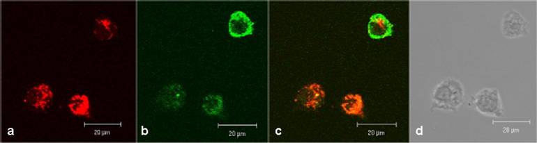 Int J Med Sci Image