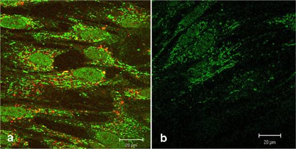 Int J Med Sci Image