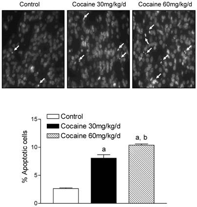 Int J Med Sci Image