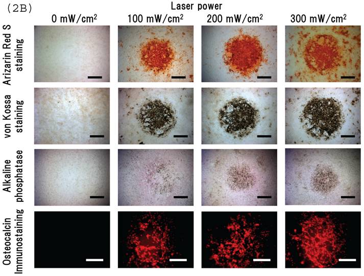 Int J Med Sci Image