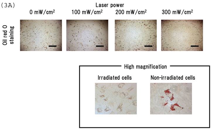 Int J Med Sci Image