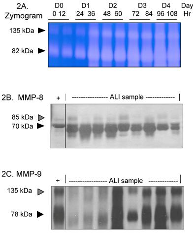 Int J Med Sci Image