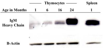 Int J Med Sci Image