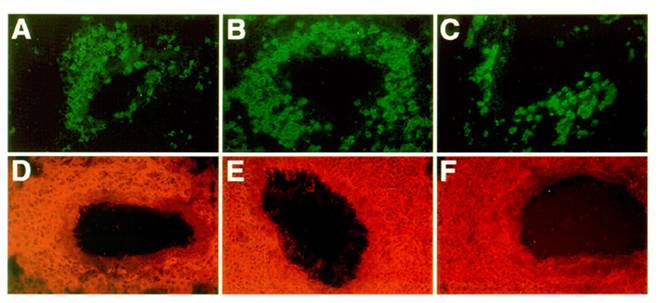 Int J Med Sci Image