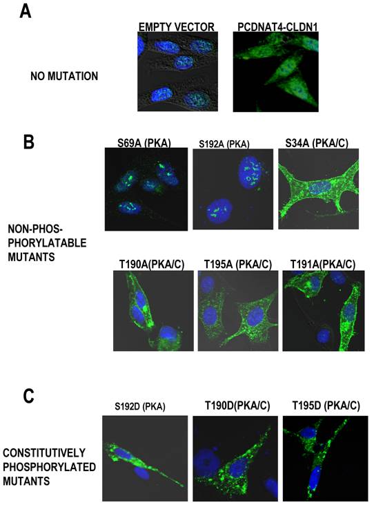 Int J Med Sci Image