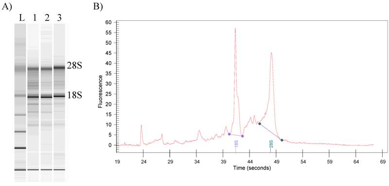 Int J Med Sci Image