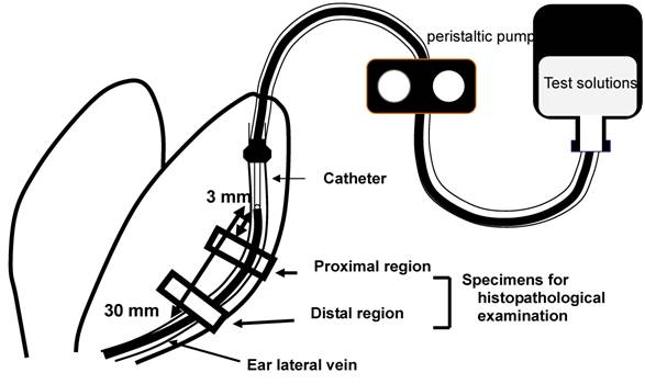 Int J Med Sci Image