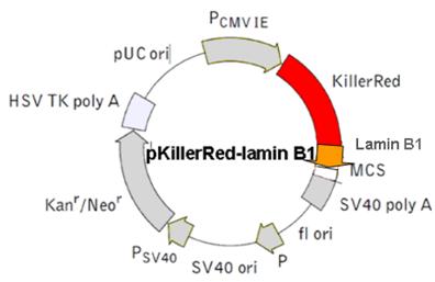 Int J Med Sci Image