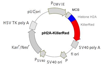 Int J Med Sci Image