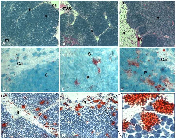 Int J Med Sci Image