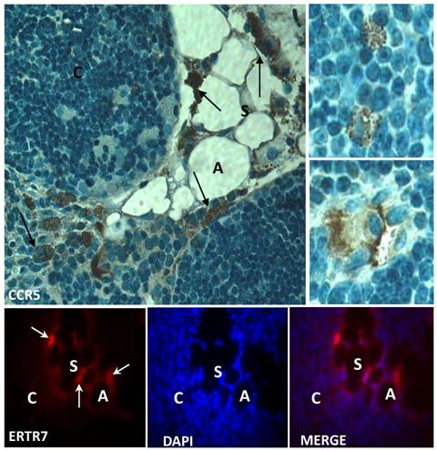 Int J Med Sci Image