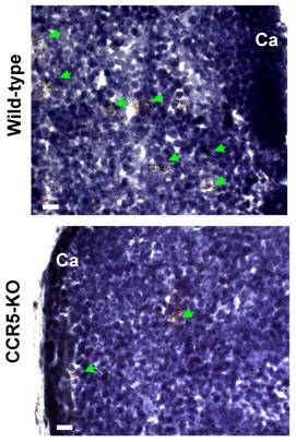 Int J Med Sci Image