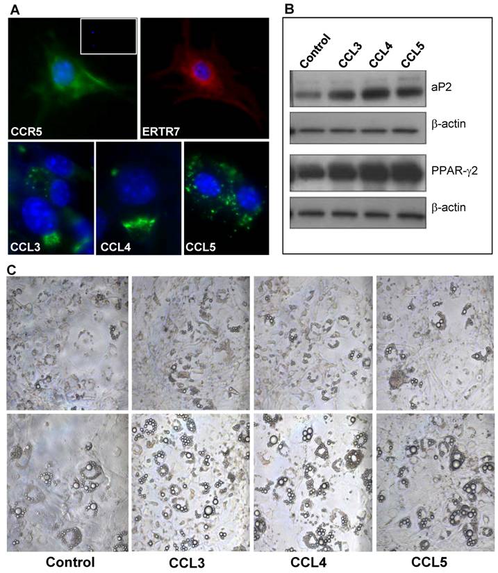 Int J Med Sci Image