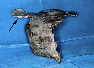 Int J Med Sci Image