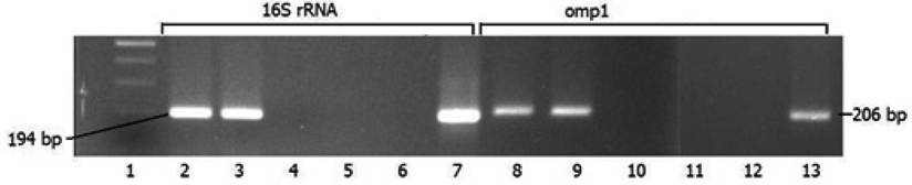 Int J Med Sci Image