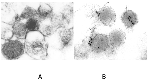 Int J Med Sci Image