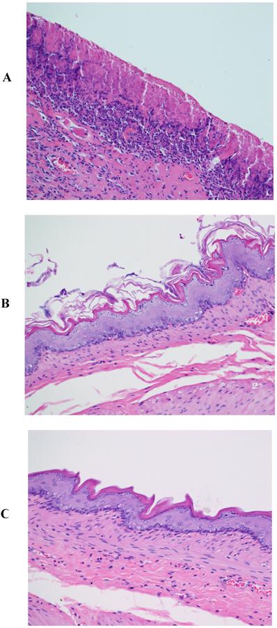 Int J Med Sci Image