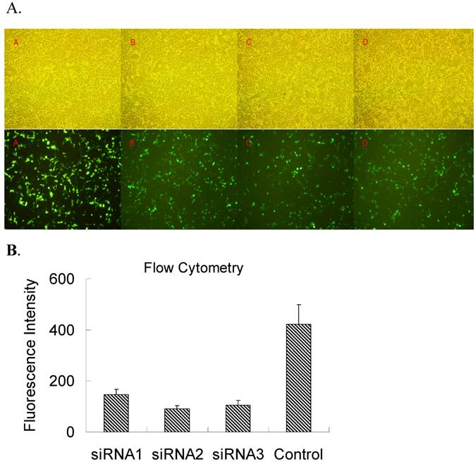 Int J Med Sci Image