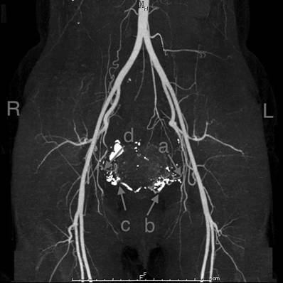 Int J Med Sci Image