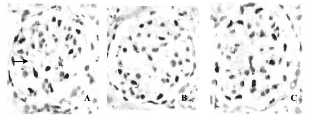 Int J Med Sci Image