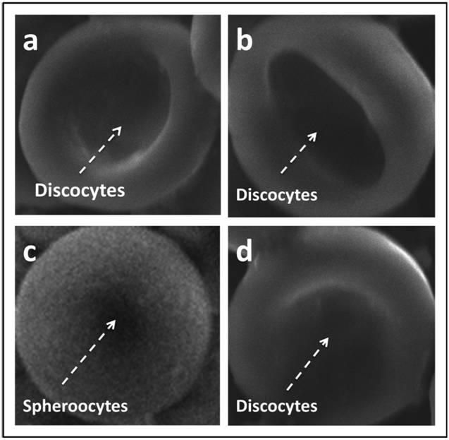 Int J Med Sci Image