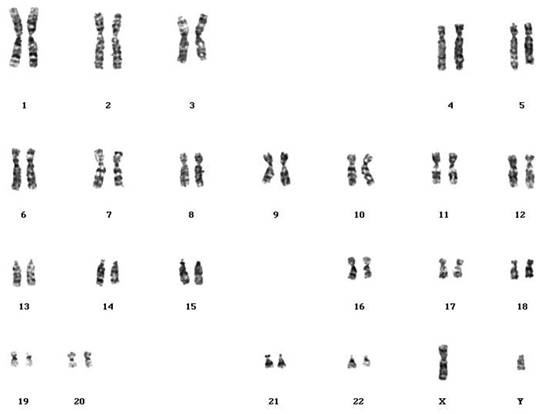 Int J Med Sci Image