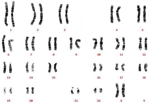 Int J Med Sci Image