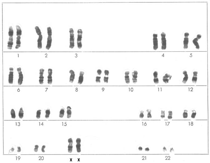 Int J Med Sci Image