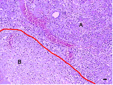 Int J Med Sci Image