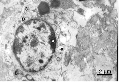 Int J Med Sci Image