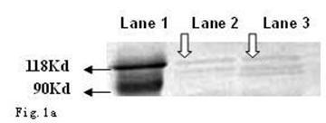 Int J Med Sci Image