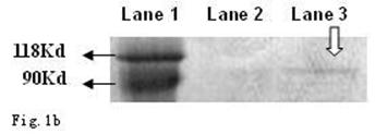 Int J Med Sci Image