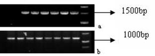 Int J Med Sci Image