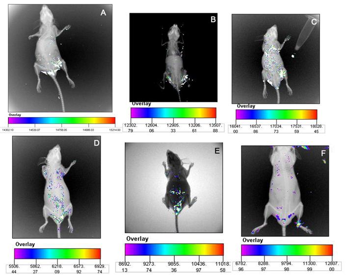 Int J Med Sci Image