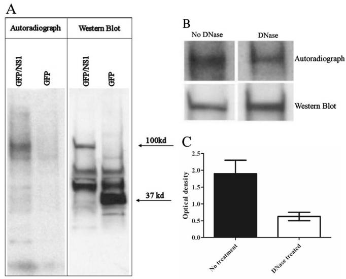 Int J Med Sci Image