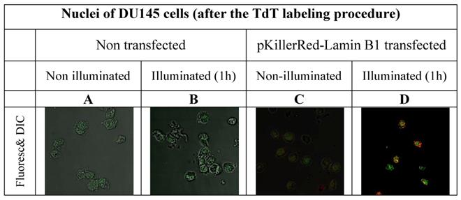 Int J Med Sci Image